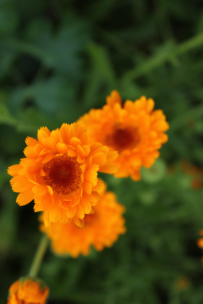 Enfurter Orangefarbige Calendula