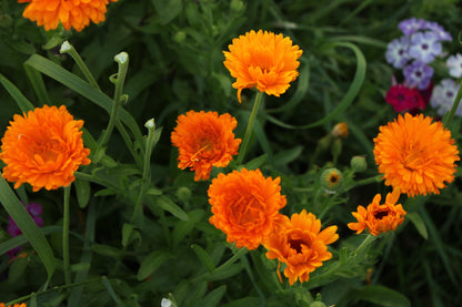 Enfurter Orangefarbige Calendula