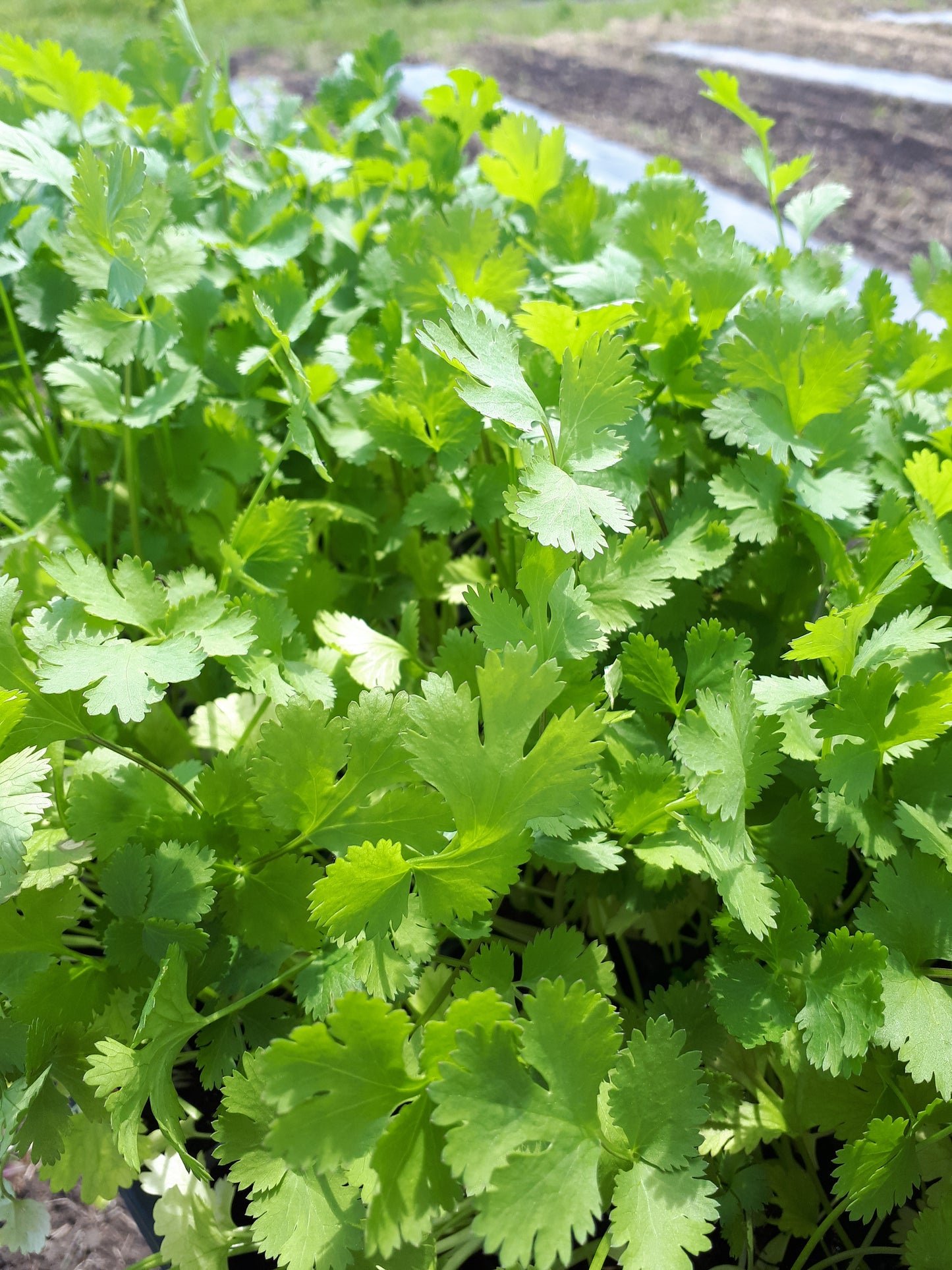 Caribe Cilantro