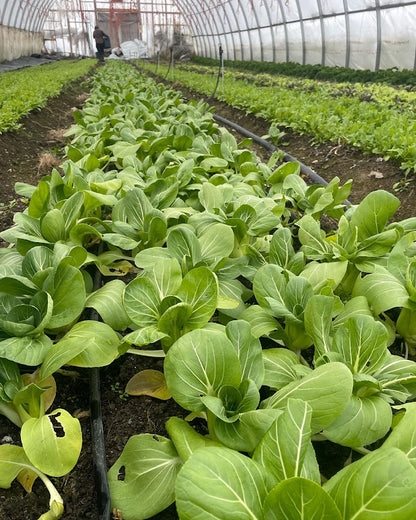 Shangai pac choi