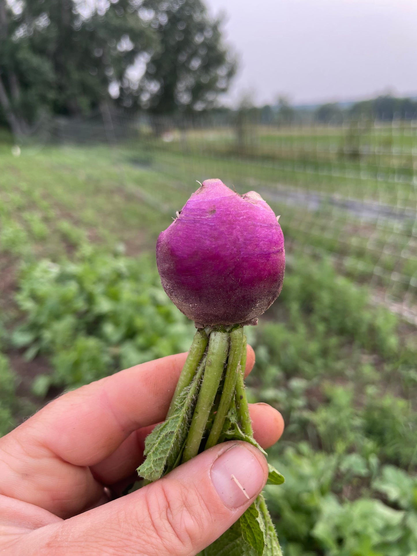 Purple Plum Radish