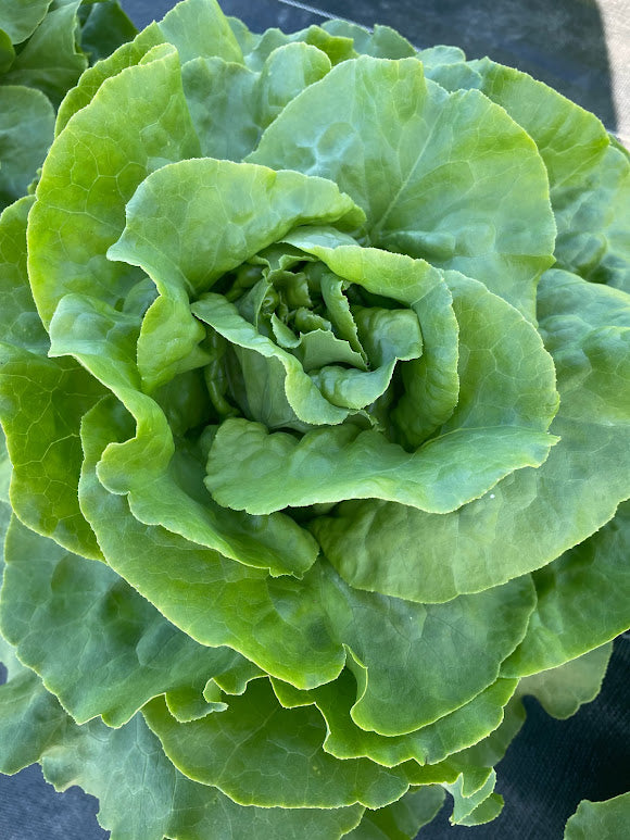 Optima Lettuce