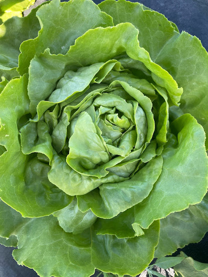 Optima Lettuce