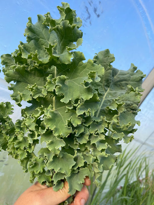 Vates Kale