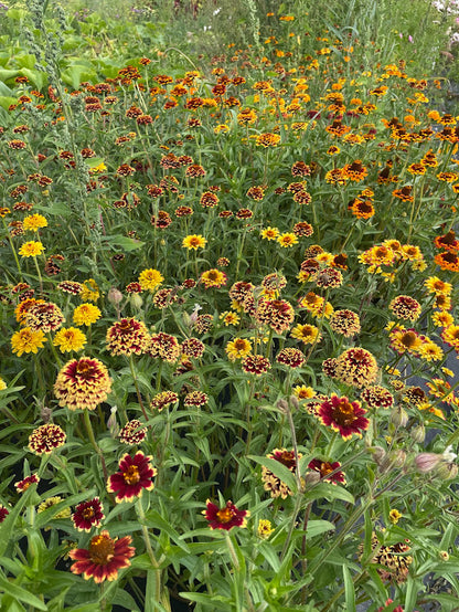 zinnia Persian Carpet