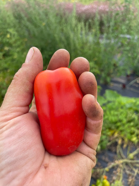 San Marzano Paste Tomato