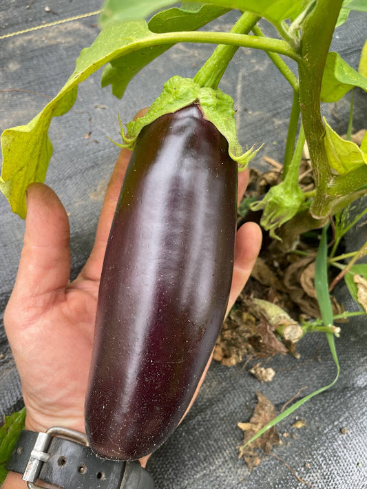 Astrakom Eggplant