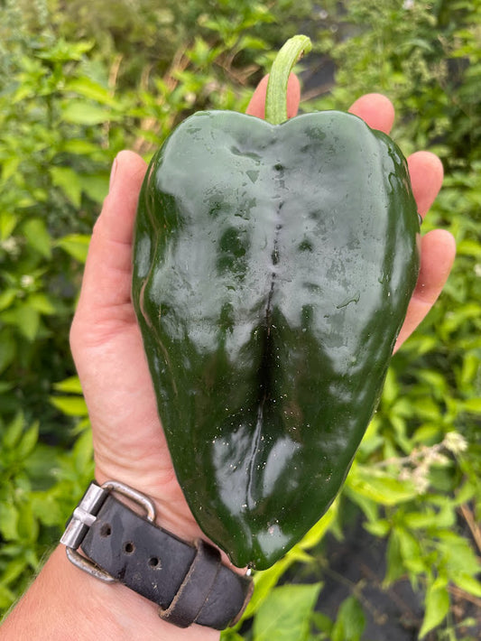 Poblano Pepper