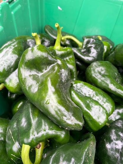 Poblano Pepper