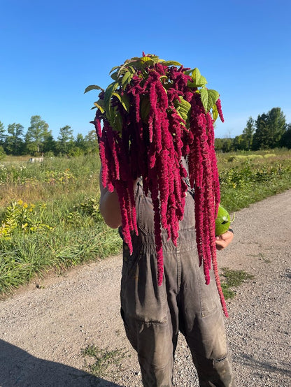 Love Lies Bleeding