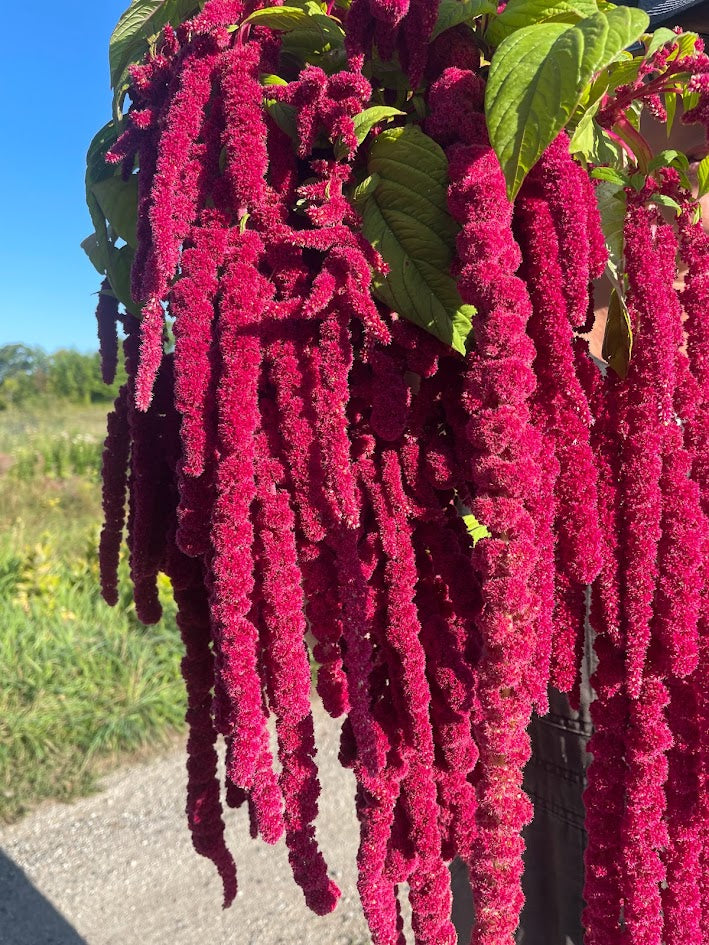 Love Lies Bleeding