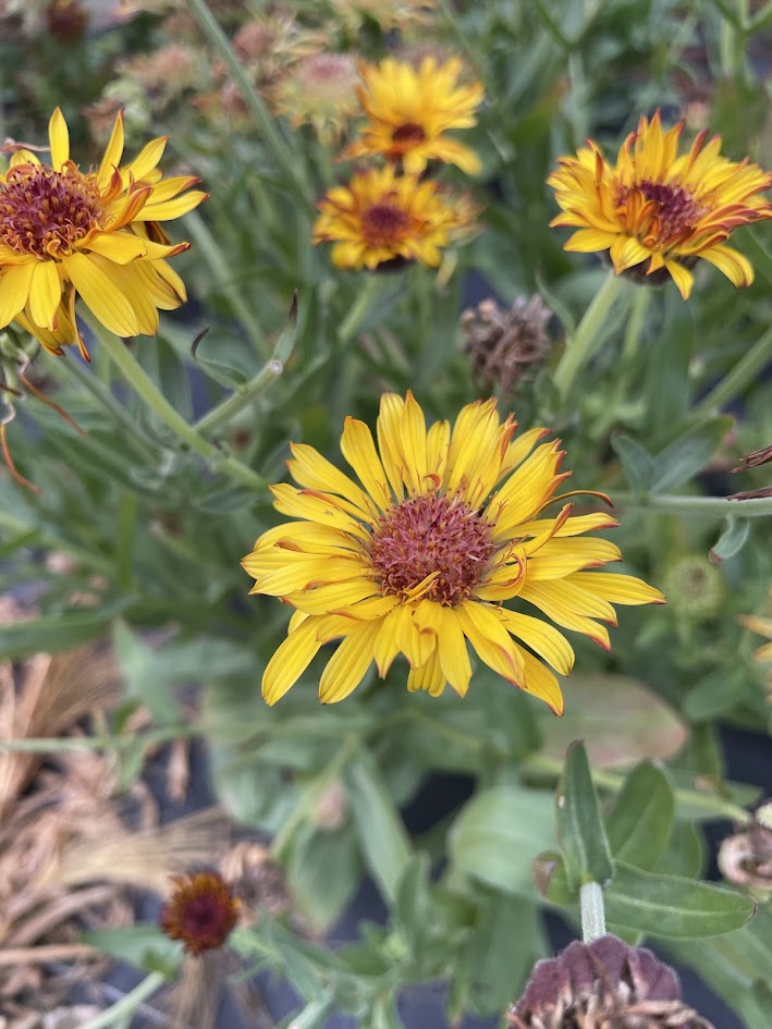 Solar Flashback Calendula