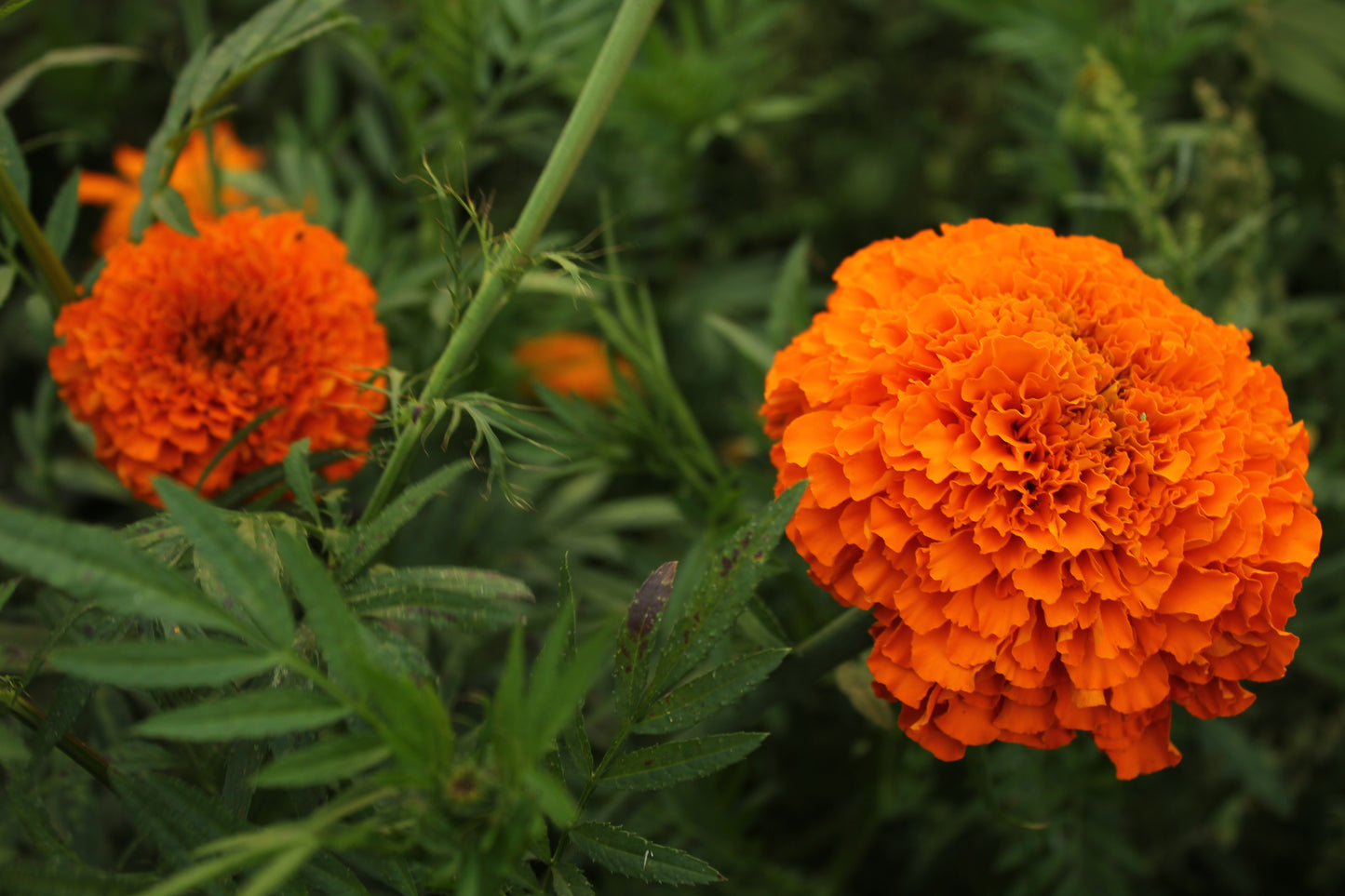 Coco Deep Orange Marigold