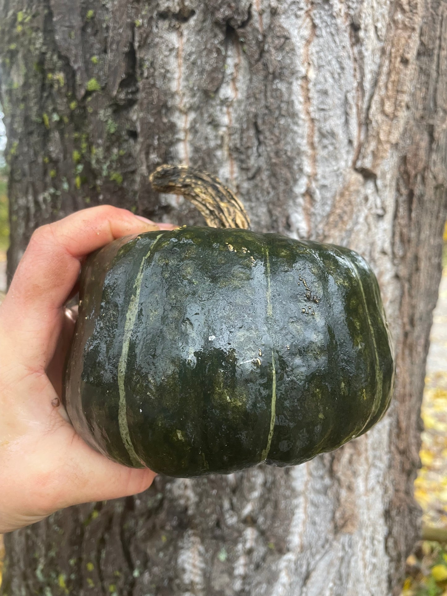 Burgess Buttercup Squash