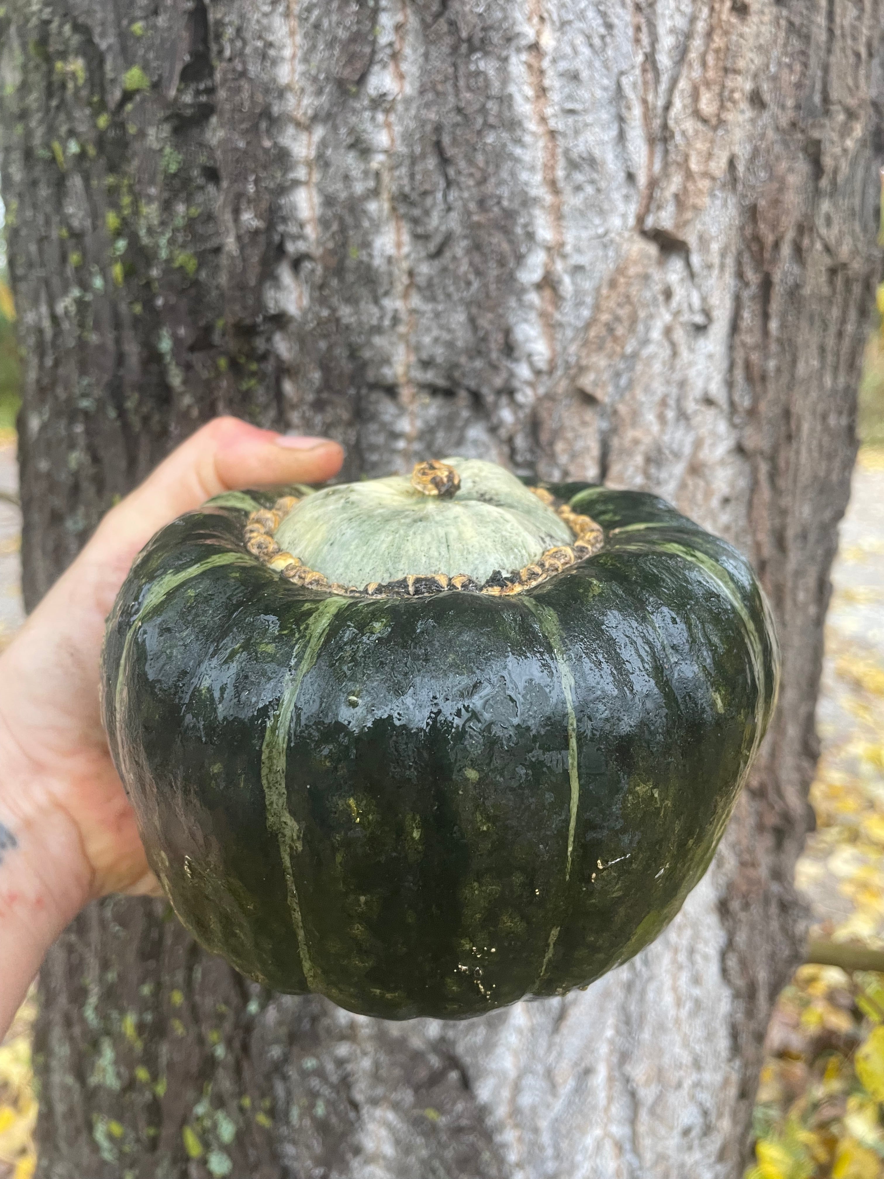 Burgess Buttercup Squash Seeds Three Forks Seeds 5655