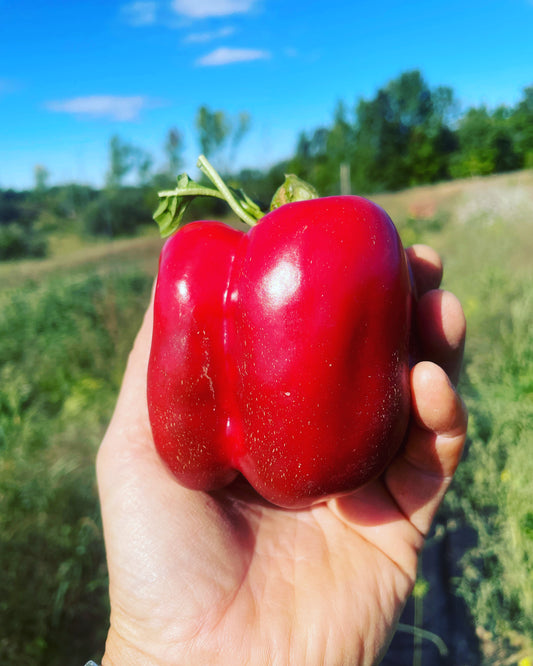 Renegade Red Pepper